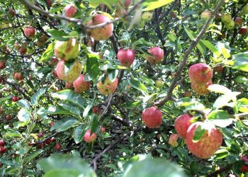 मनाङका घर घरमा हाइब्रिड स्याउ