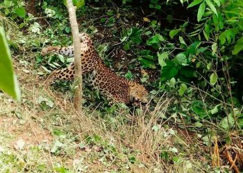 साहसी आमा: जसले चितुवाको मुखबाट छोरा खोसिन्…