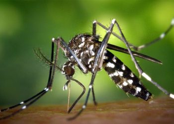 डेंगुले महामारीको रूप लिँदै, राष्ट्रव्यापी प्रकोप घाेषणा गर्ने तयारी