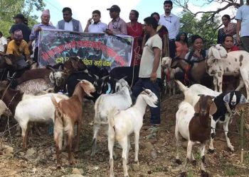 राइनासमा छानीछानी खसिबाेका ! लाग्याे हाटबजार