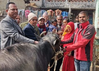 सर्लाहीमा तिम्ल्याह शिशु जन्मिएको परिवारलाई नगरपालिकाको भैँसी उपहार !