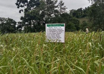 लोपोन्मुख कागुनो र धान संरक्षण गर्दै घनपोखरा कृषि सहकारी !