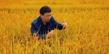 चीनमा कृषि : काटिएको धानको गाँजबाट पुनः धान फलाउन किसान सफल