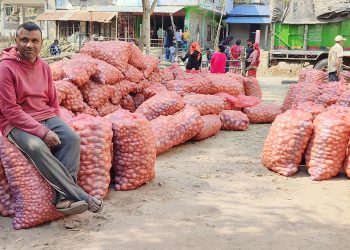 लमजुङको राइनास नगरपालिकाबाट दुईसय मेट्रिक टन आलु बिक्री