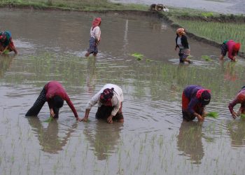 घट्दै गयो लमजुङमा चैते धान खेती