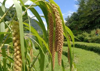 मध्यनेपालमा रैथाने बाली प्रवद्र्धन गरिने