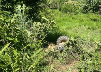 ट्याक्टर दुर्घटना हुँदा चालकको मृत्यु