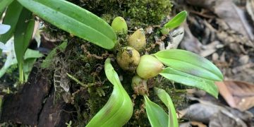 अन्नपूर्ण संरक्षण क्षेत्रमा भेटियो नयाँ सुनाखरी