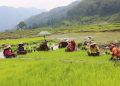 धान खेती : नयाँ जात आए, पुराना हराए