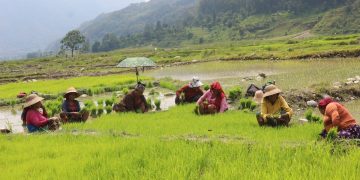 धान खेती : नयाँ जात आए, पुराना हराए